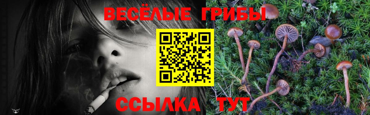 цена   Вход с VPN  Верхний Уфалей  Галлюциногенные грибы Psilocybe 